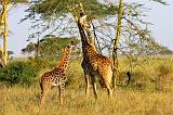 TANZANIA - Serengeti National Park - Giraffe - 1-2